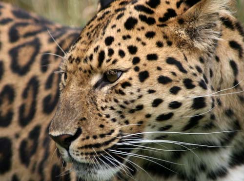 ChrisGledhill-Leopard.jpg