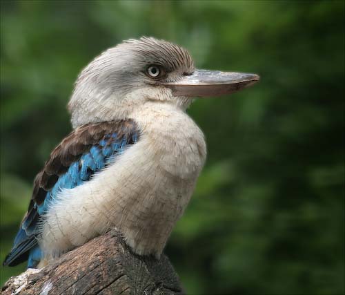 DavidBirchKookaburra.jpg
