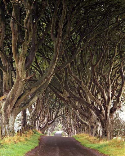 PaulFranklinTree-Avenue-Antrim.jpg