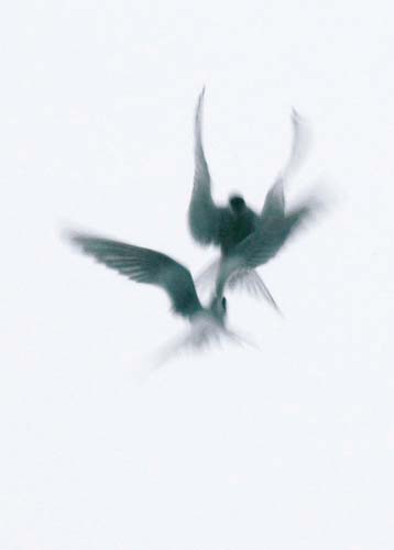 RodMorrodFightingArcticTerns.jpg