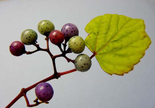 AlexMcKendrick-Development-RainbowBerries.jpg