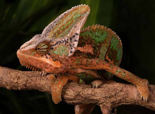ChrisGledhill-Development-chameleon.jpg