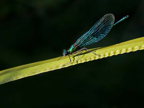DaveMundy-Open-RestingDamselfly.jpg