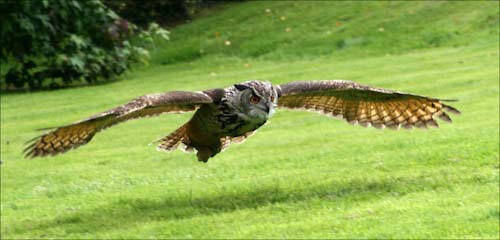IngridGledhill-Development-FlyingOwl.jpg