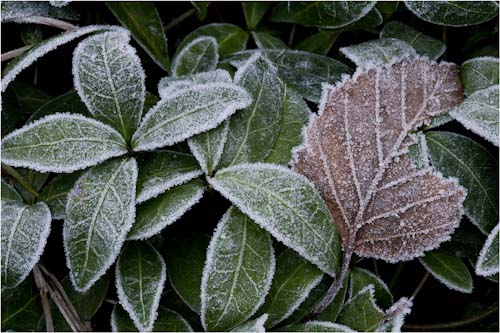 MichaelKiely-Open-Frosted-.jpg