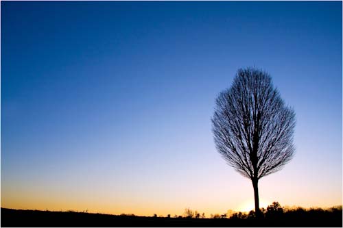 MichaelKiely-Open-TreeSil.jpg