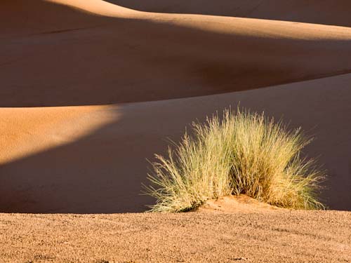 RogerNorton-Open-dunes.jpg