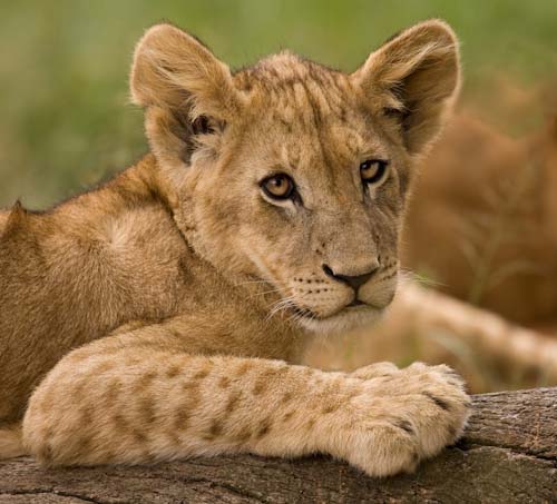 SteveMundy-Open-LionCub.jpg