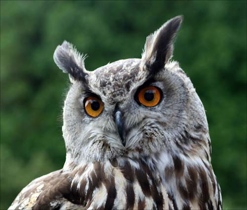 ChrisGledhill-EagleOwl.jpg