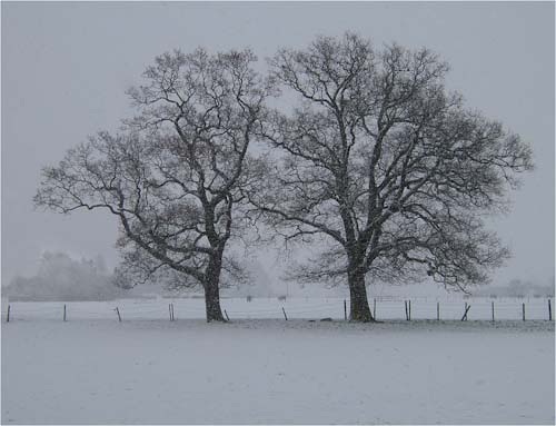 EdDoughty-TreesintheSnow.jpg
