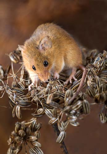 SharonRibbonHarvestMouse.jpg