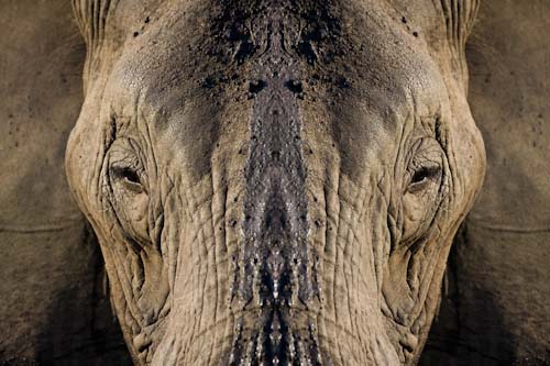 SteveMundy-ElephantMirror.jpg
