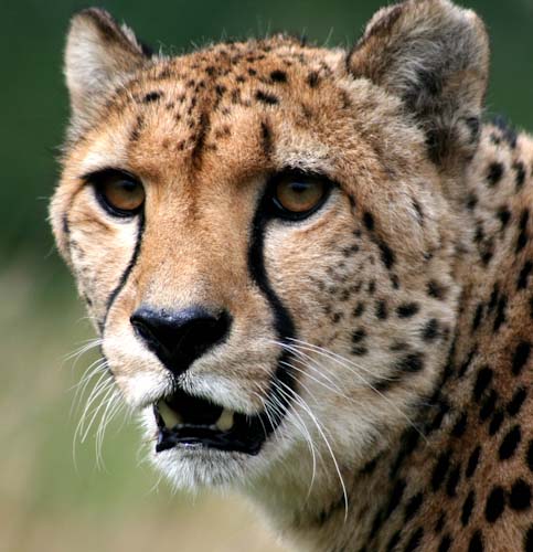IngridGledhill-Development-Cheetah.jpg