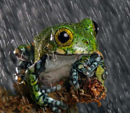 IngridGledhill-Development-IndonesianTreeFrog.jpg