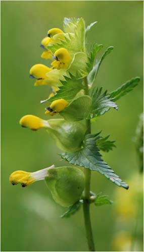 MaryFisher-Open-Rattle.jpg