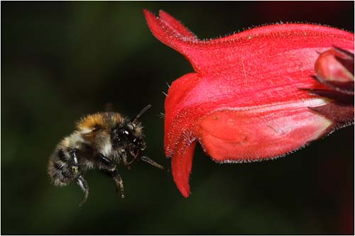 MichaelKiely-Open-BeeandFlower.jpg