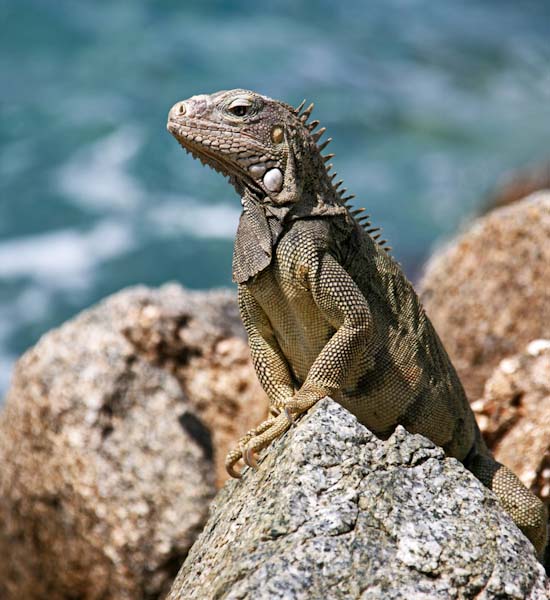 ChrisGledhill-Iguana.jpg