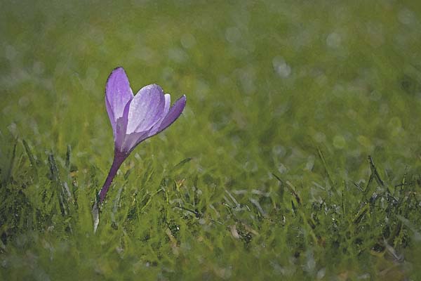 DaveMundyartisticcrocus.jpg