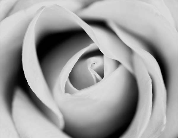 EdDoughty-MonochromeRose.jpg