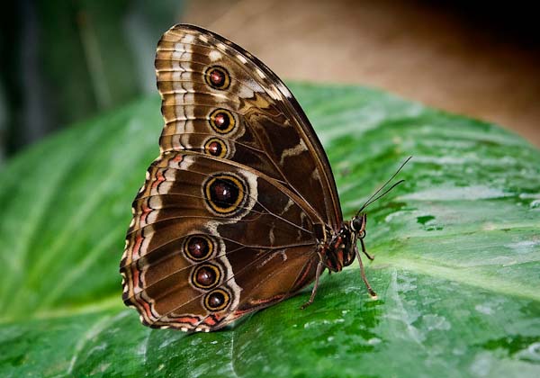 JoeHumm_BlueMorpho_MG_1891.jpg