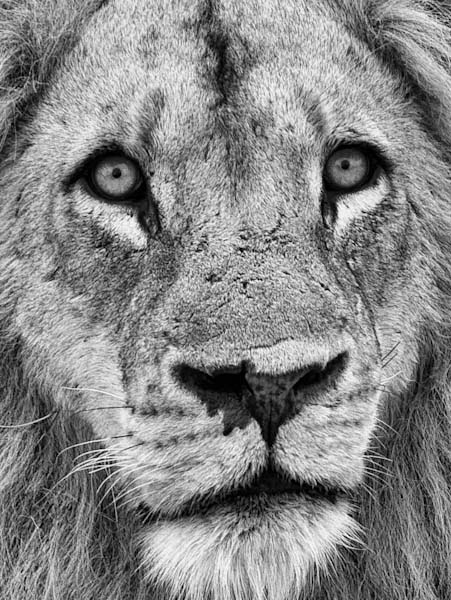 SteveMundy-Open-KingoftheJungle.jpg