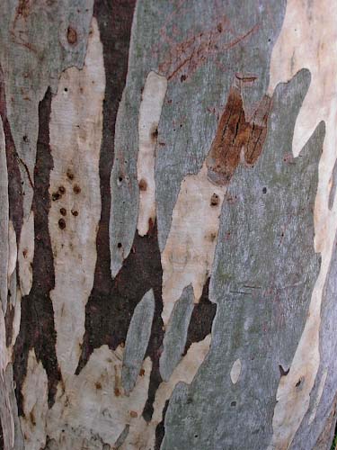BettyLambourne-Development-TreeBarkKew.jpg