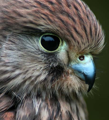 ChrisGledhill-Development-Falcon.jpg