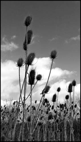 ChrisYeatman-Development-BrayLakeMono1.jpg