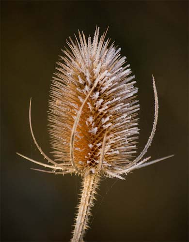 EdDoughty-Open-FrostedTeasel.jpg