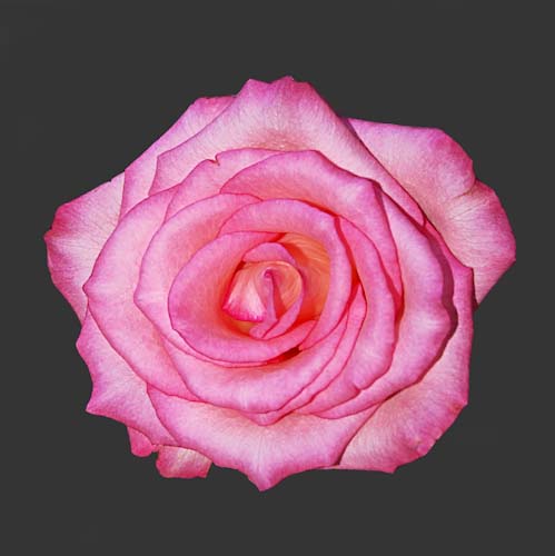 EvelynBarnard-Development-Rose.jpg