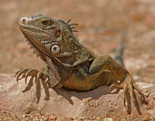 IngridGledhill-Development-Iguana.jpg