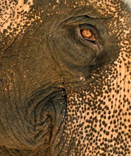RonCastle-Development-Jumbo.jpg