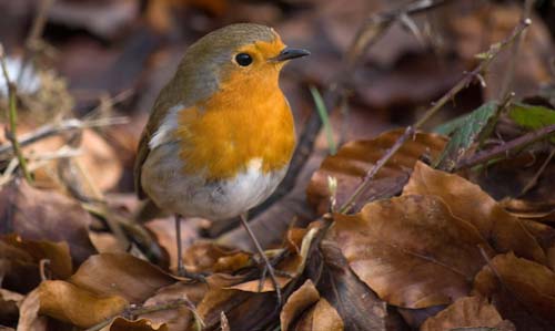 TaniaHynard-Development-Robin.jpg