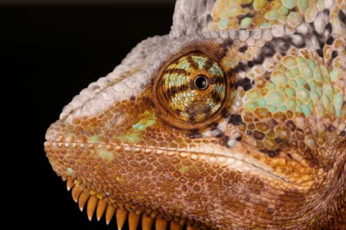 chrisGledhill-Development-ChameleonCloseUp.jpg