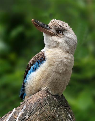 DavidBirchKookaburra.jpg