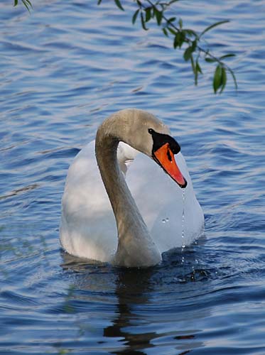 EvelynBarnard-Development-Swan.jpg