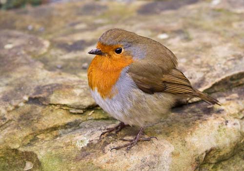 JoeHumm_Robin_MG_1869.jpg