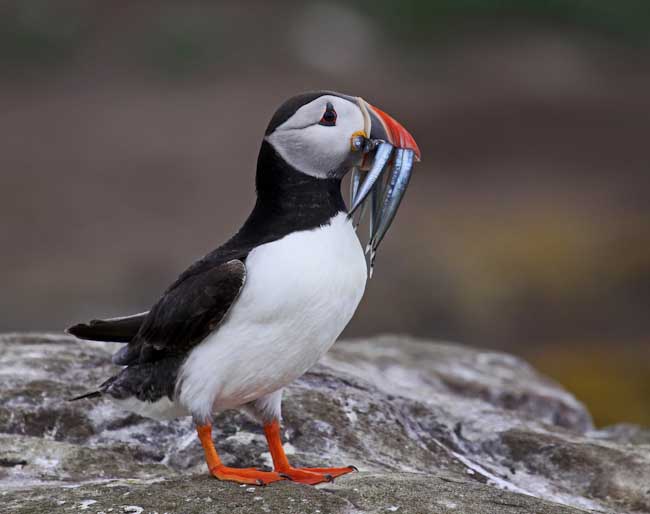 ChrisGledhill-Open-HungryPuffin.jpg