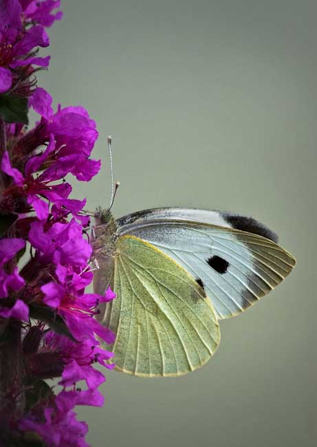 DaveMundy-Open-FeedingButterfly.jpg