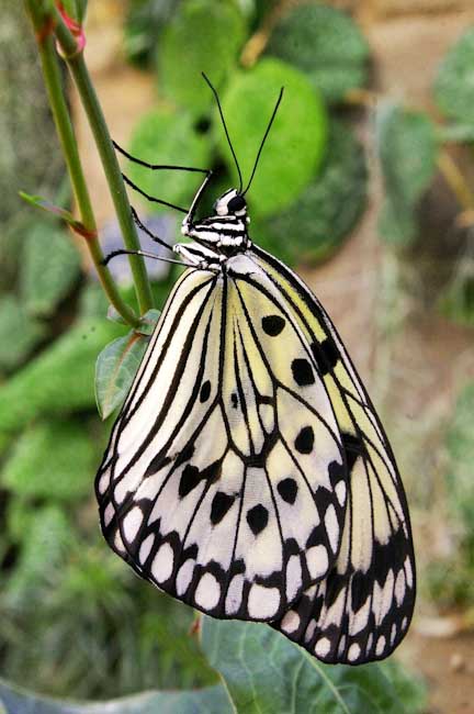 MartynJepsen-Development-Ricepaperbutterfly.jpg.jpg