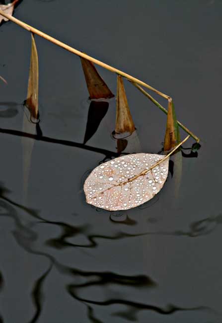 MashaErshova-Open-AutumninCliveden.jpg