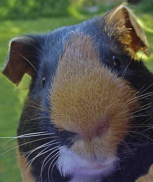 Bob_Robertson-Annual-Cave_Caviam_Beware_of_the_Guinea_Pig.jpg