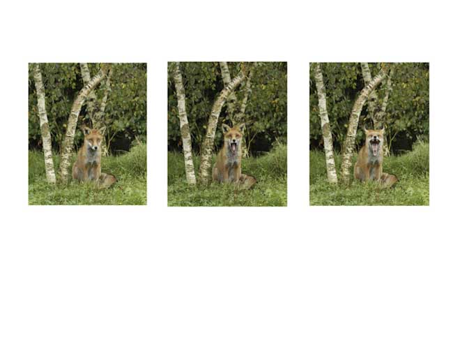 Chrid_Ribbon_Yawning_Fox_Cub.jpg
