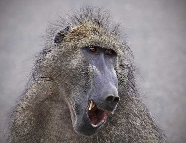 Chris_Gledhill-Annual-Chacma_Baboon.jpg