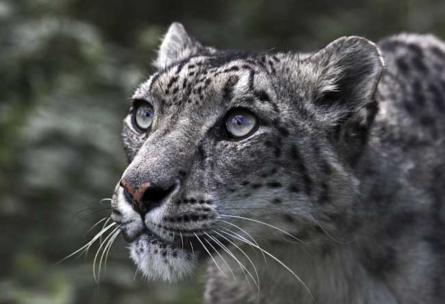 Chris_Gledhill_Snow_Leopardcopy.jpg