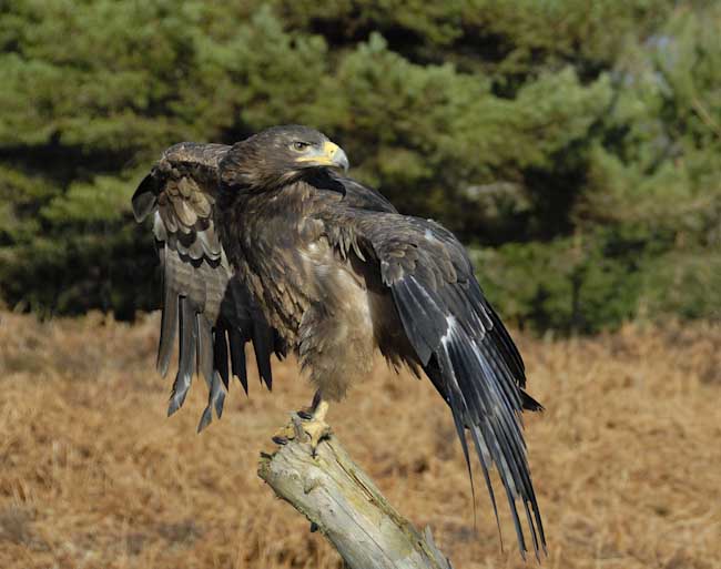 Chris_Ribbon-Annual-Tawny_Eagle.jpg