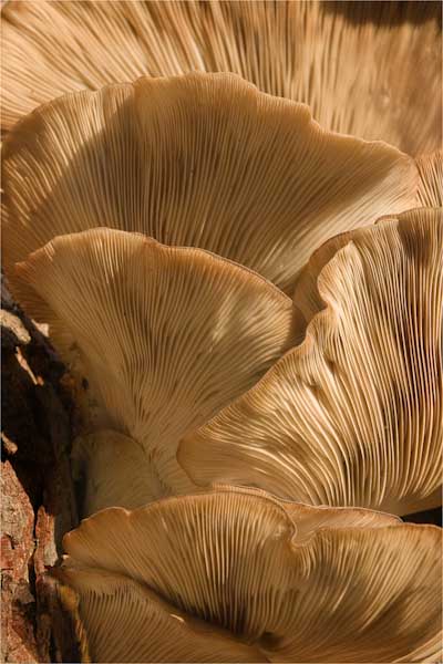 David_Birch-Annual-Schizophyllum_Commune.jpg