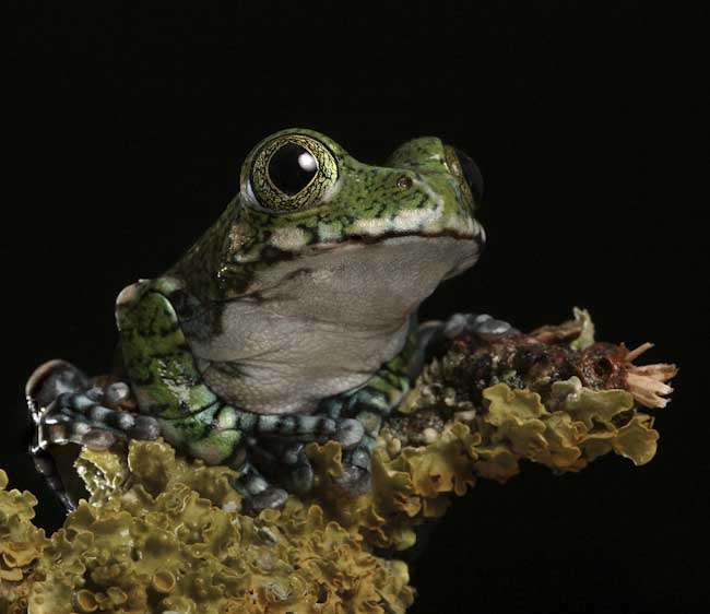Ingrid_Gledhill-Annual-Indonesian_Tree_Frog.jpg