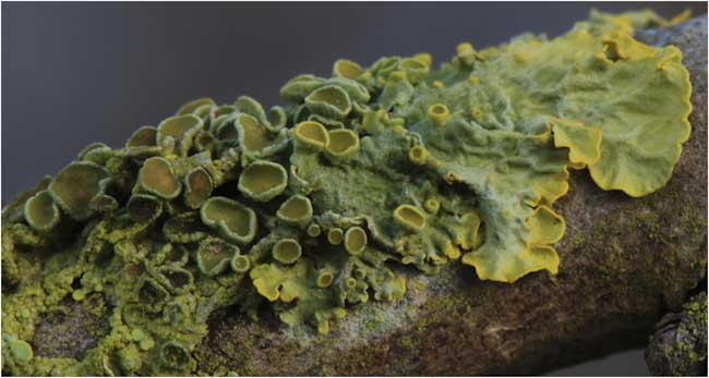 Mary_Fisher-Annual-Xanthoria_parietina_with_fruit.jpg