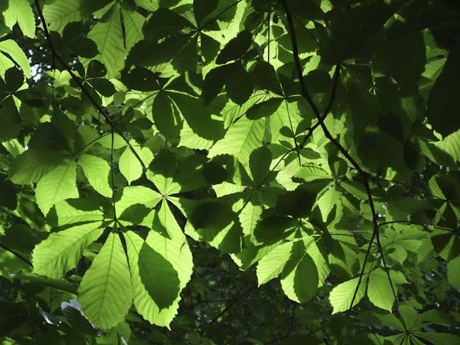 Maxine_Tolson_Spring_Chestnut.jpg